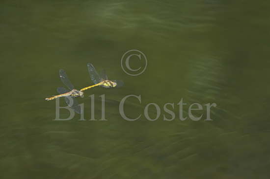 Common Darter Dragonfly Pair