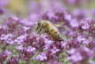 Honeybee on Thyme