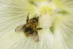 Tawny Bumblebee in Hollyhock