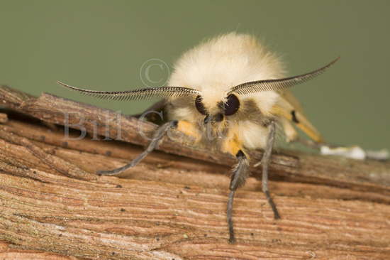 Buff Ermine Moth 