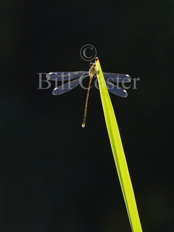 Willow Emerald