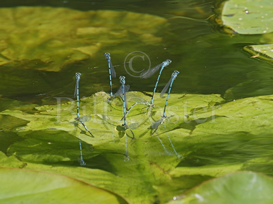 Azure Damselflies