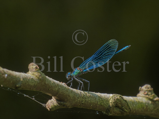 Beautiful Demoiselle male