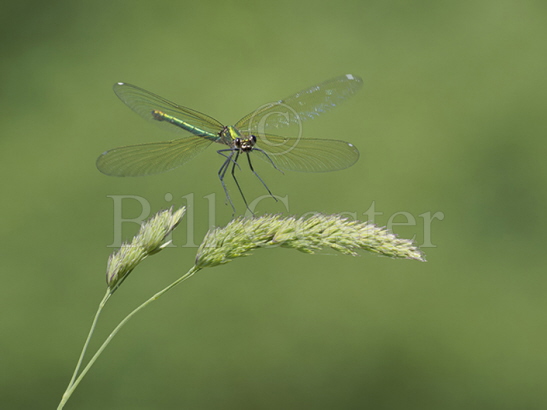 Banded Demoiselle female