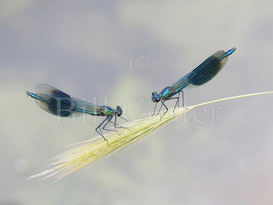 Banded Demoiselle males