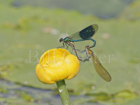 Banded Demoiselle pair mating