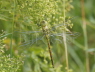 Southern Migrant Hawker emerged