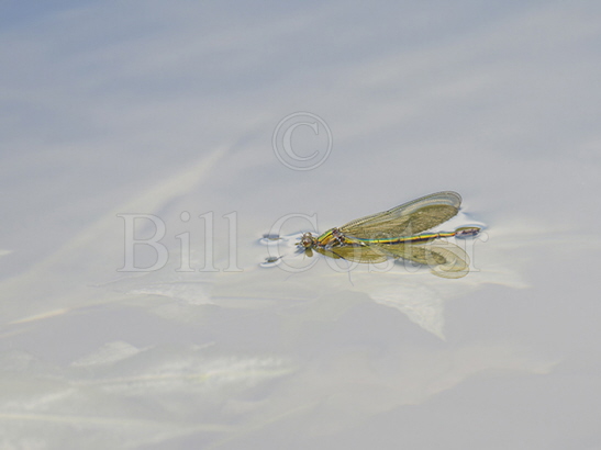 Banded Demoiselle female on water