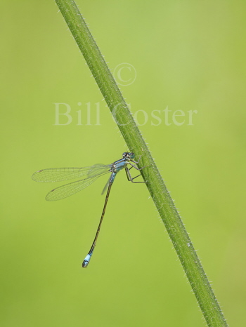 Blue-tailed Damselfly