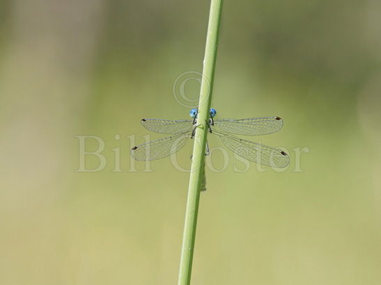 Scarce Emerald