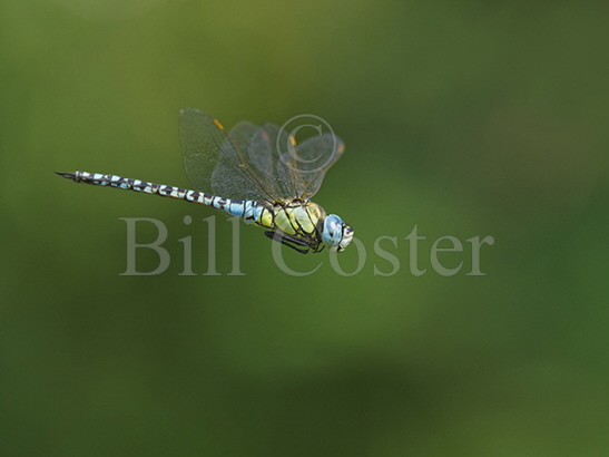 Southern Migrant Hawker