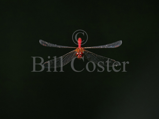 Ruddy Darter