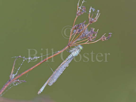 Blue-tailed Damselfly with dew