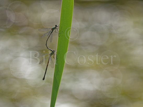 Willow Emerald pair in tandem