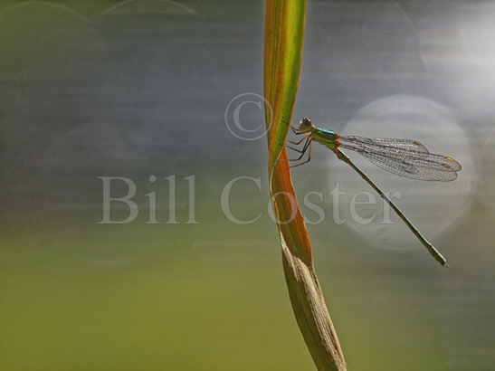 Willow Emerald