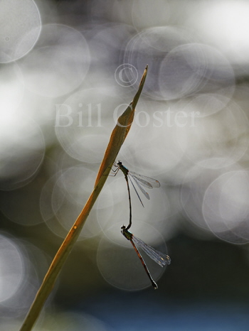 Willow Emerald pair