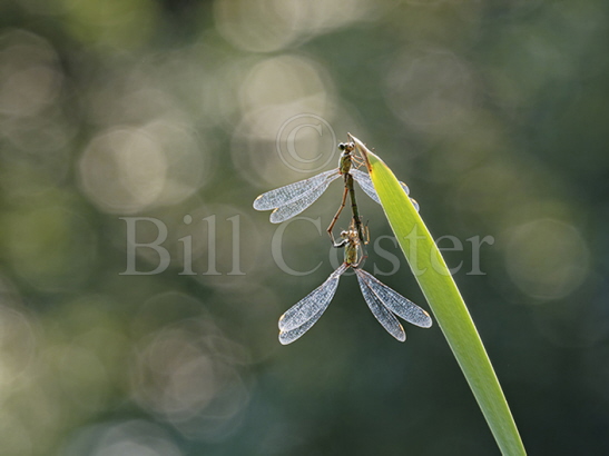 Willow Emerald pair