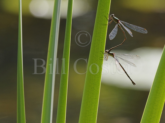 Willow Emerald pair