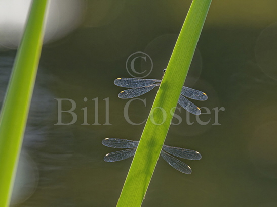 Willow Emerald pair