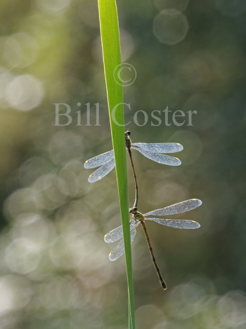 Willow Emerald pair