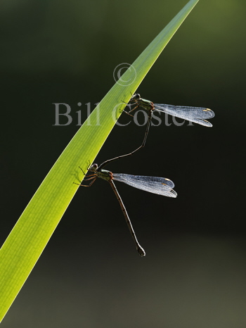 Willow Emerald pair