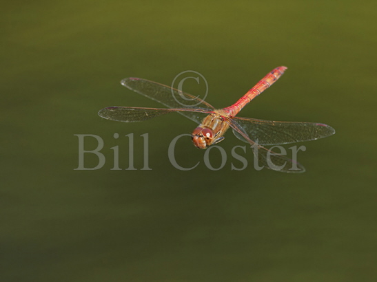 Common Darter