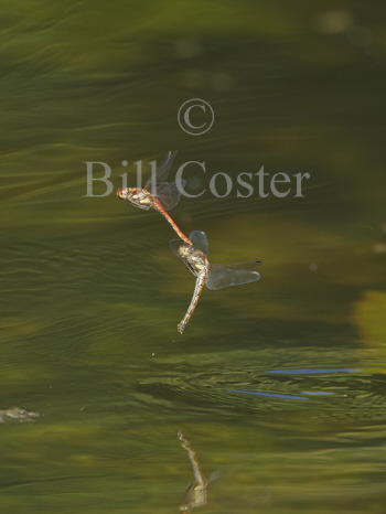 Common Darter egglaying