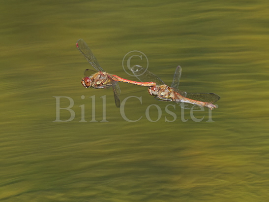 Common Darter in tandem