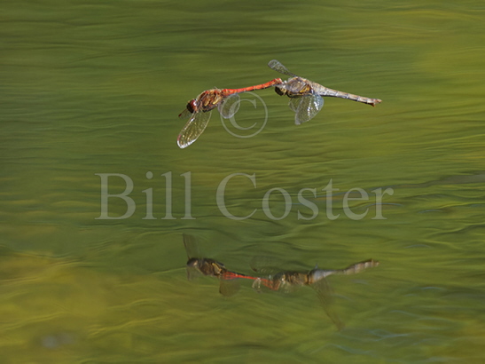 Common Darter in tandem