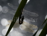 Migrant Hawker pair