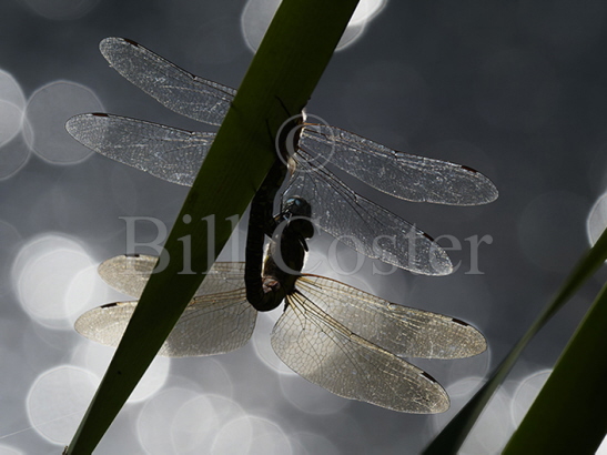 Migrant Hawker pair