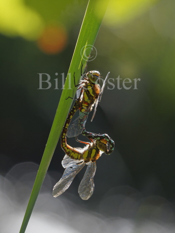 Migrant Hawker pair