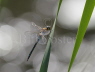 Migrant Hawker