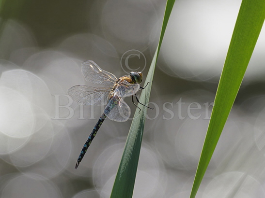 Migrant Hawker