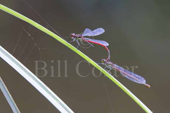 Large Red Damselfly pair