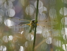 Four-spotted Chaser