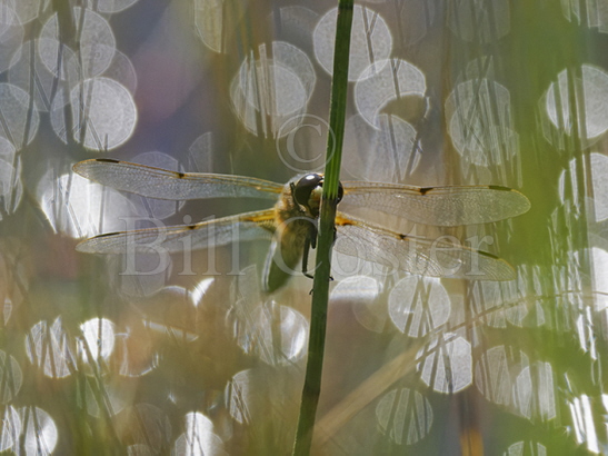 Four-spotted Chaser