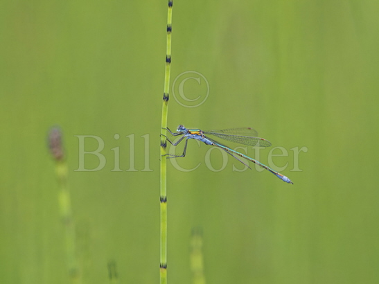 Emerald Damselfly