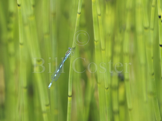 Northern Damselfly