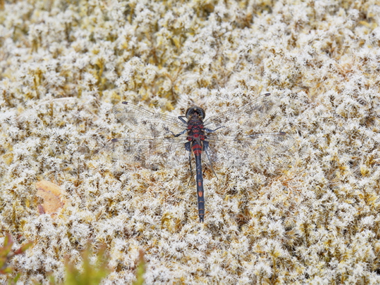 White-faced Darter