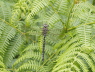 Common Hawker