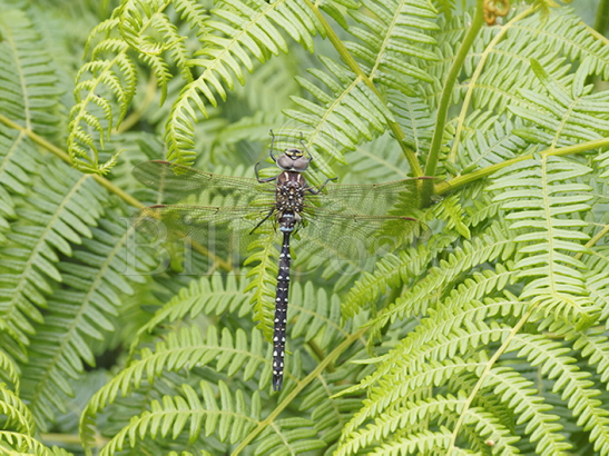 Common Hawker