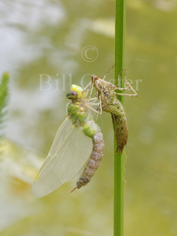 Emperor just emerged