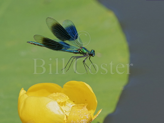 Banded Demoiselle male