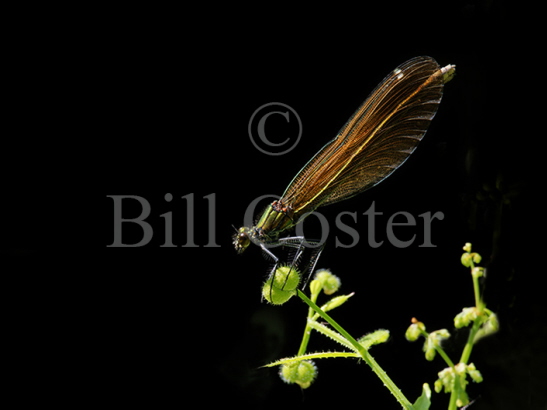 Beautiful Demoiselle female