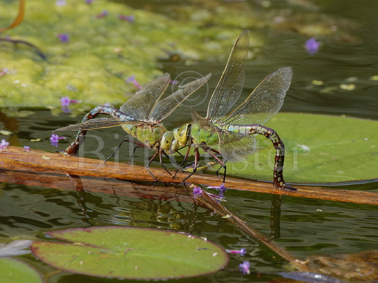 Emperor two females egglaying