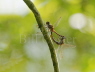 Common Darter mating