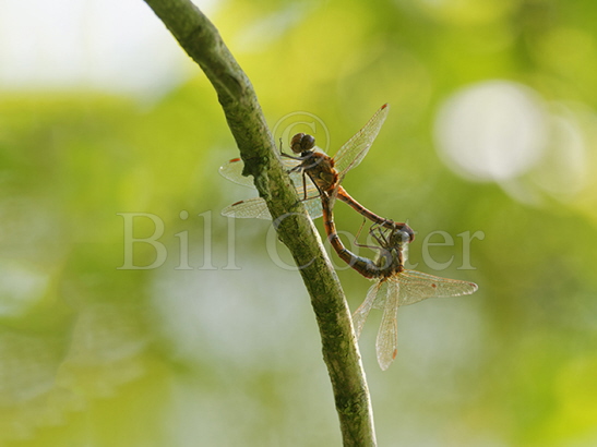 Common Darter mating