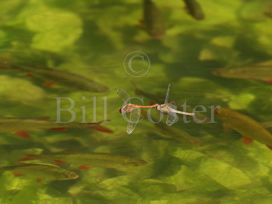 Common Darter and Rudd fish