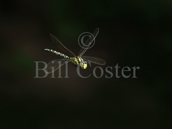 Southern Hawker